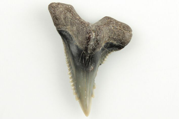 Snaggletooth Shark (Hemipristis) Tooth - Aurora, NC #203569